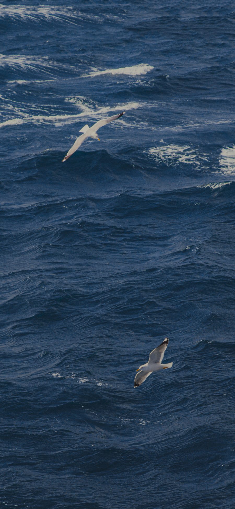 [2436×1125]海鸥 鸟 飞翔 大海 海面 海洋 蓝色 苹果手机壁纸图片