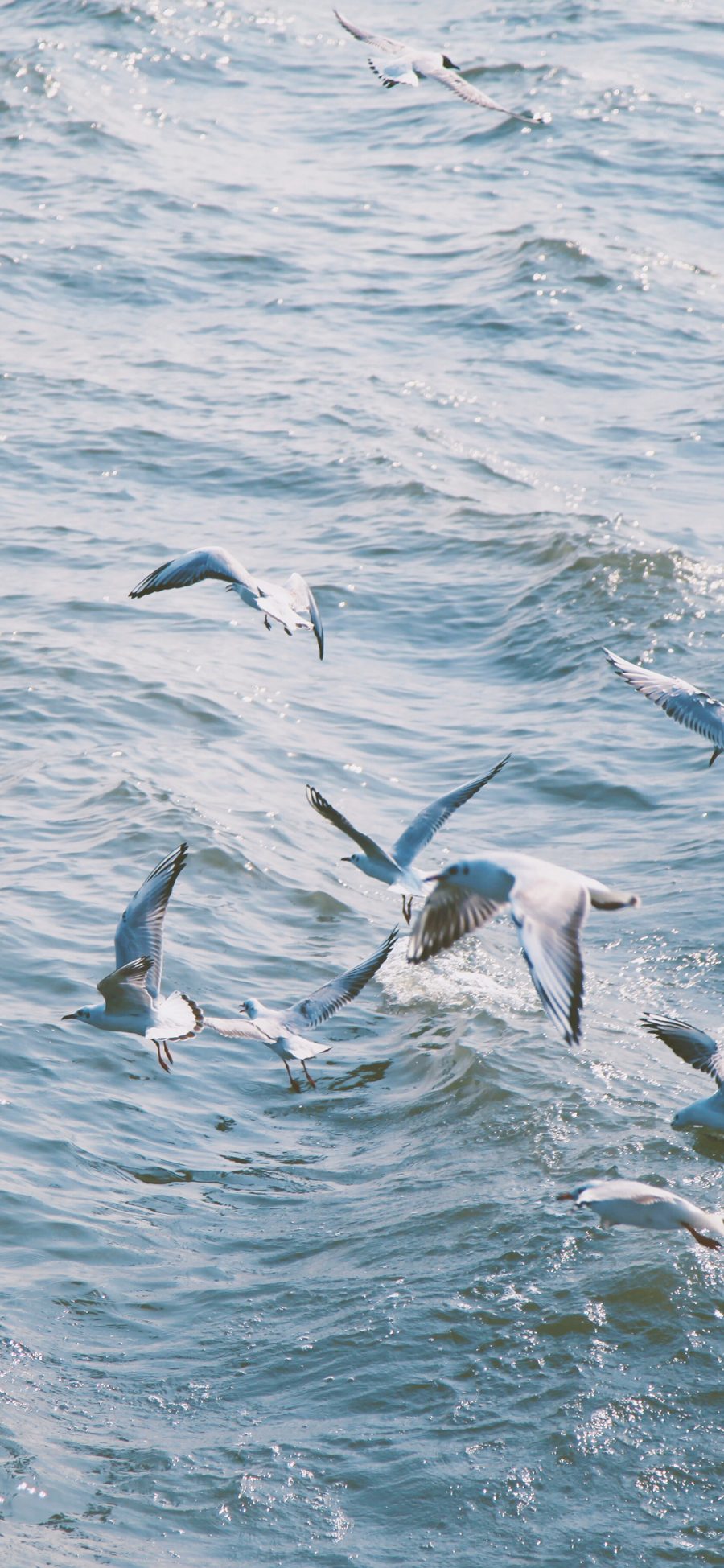 [2436×1125]海鸥 鸟 飞翔 大海 海面 翅膀 苹果手机壁纸图片