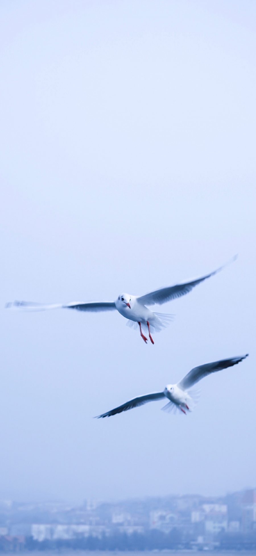 [2436×1125]海鸥 鸟 飞翔 翅膀 苹果手机壁纸图片
