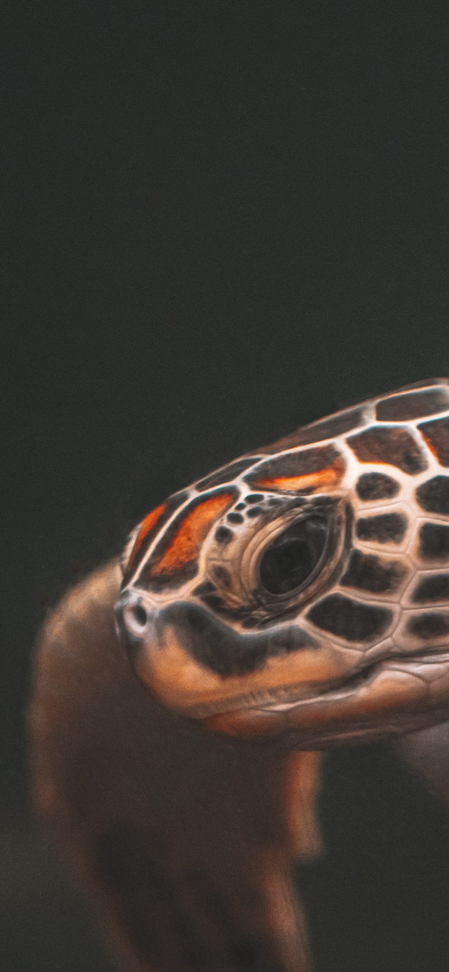 [2436×1125]海龟 乌龟 游动 纹理 苹果手机壁纸图片