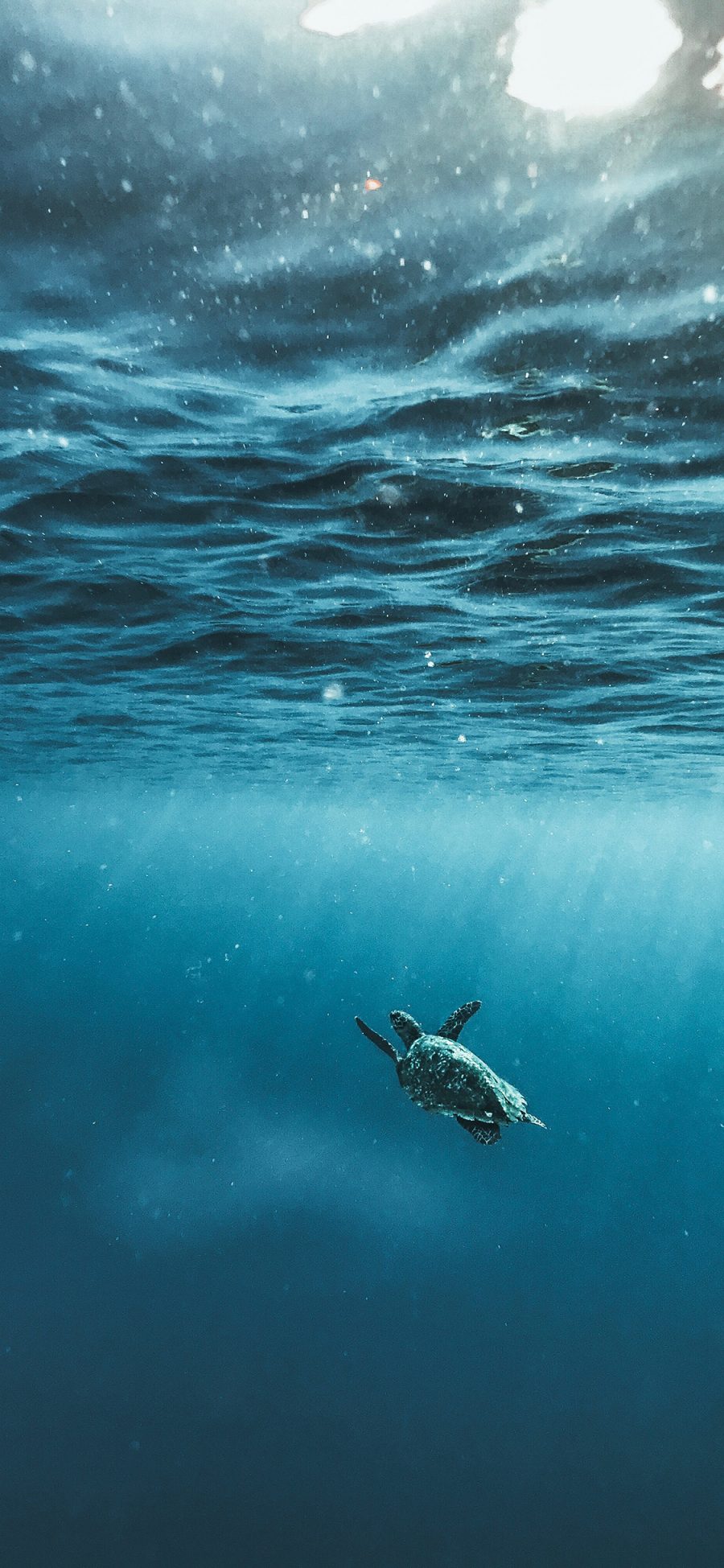 [2436×1125]海龟 大海 波浪 遨游 苹果手机壁纸图片