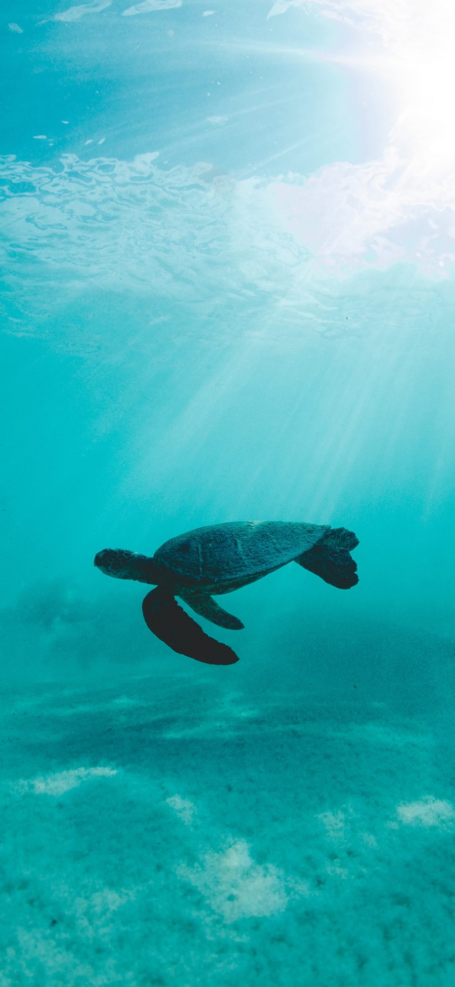 [2436×1125]海龟 大海 海洋 游动 苹果手机壁纸图片
