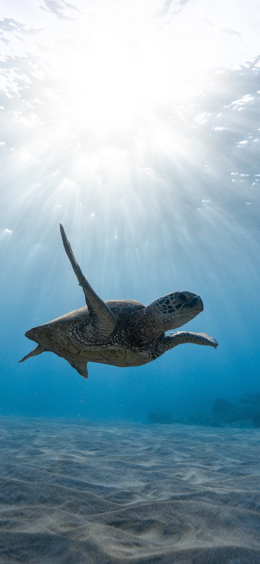 [2436×1125]海龟 大海 遨游 阳光 苹果手机壁纸图片