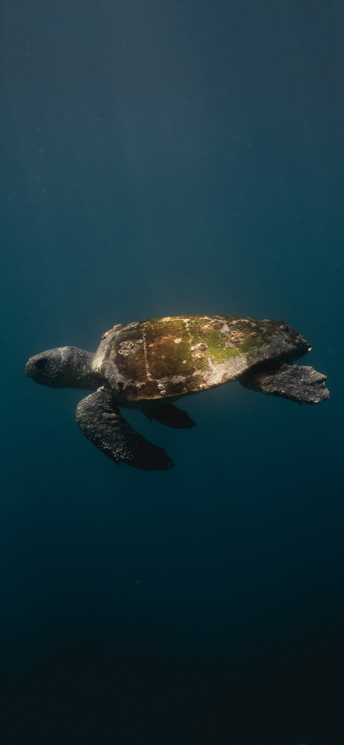 [2436×1125]海龟 海底 苔藓 龟壳 游动 苹果手机壁纸图片