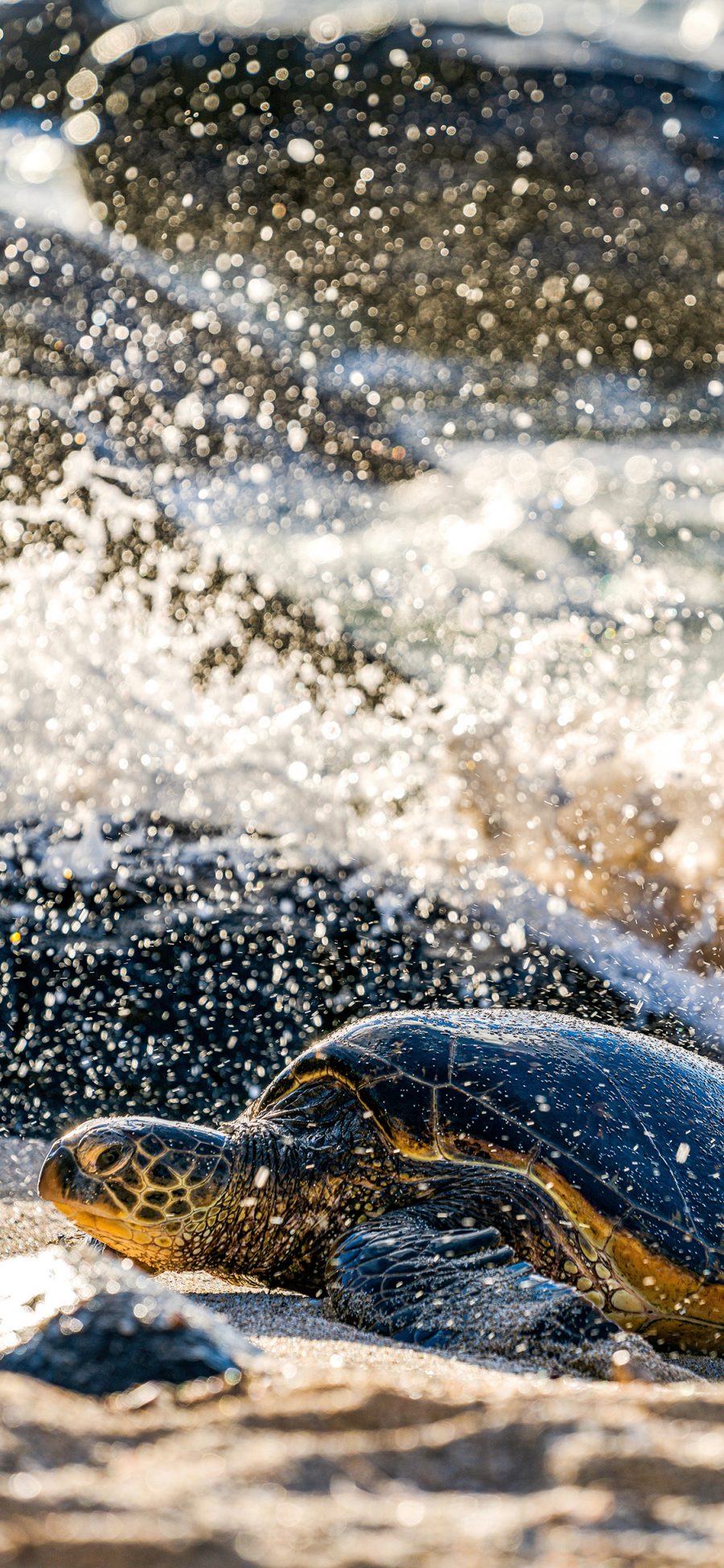 [2436×1125]海龟 海水 海岸 爬行 苹果手机壁纸图片