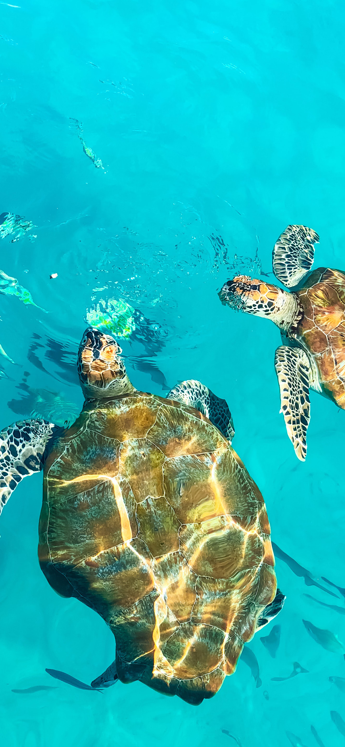 [2436×1125]海龟 海水 游水 龟类 苹果手机壁纸图片