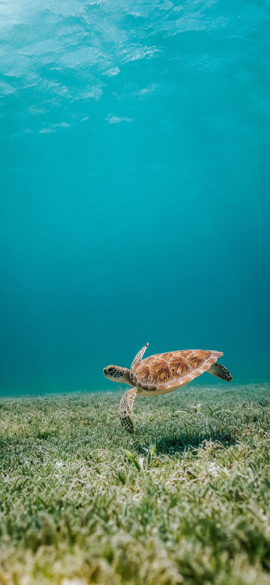 [2436×1125]海龟 海洋 水草 清澈 苹果手机壁纸图片