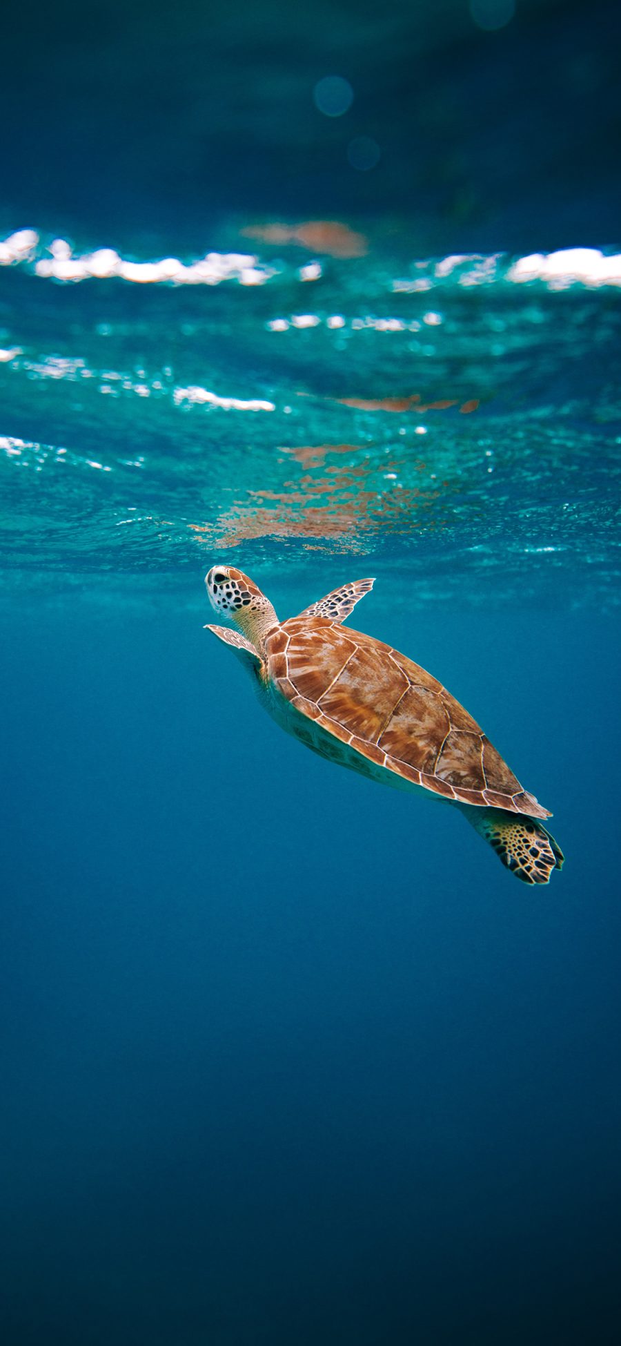 [2436×1125]海龟 海洋 清澈 海水 苹果手机壁纸图片