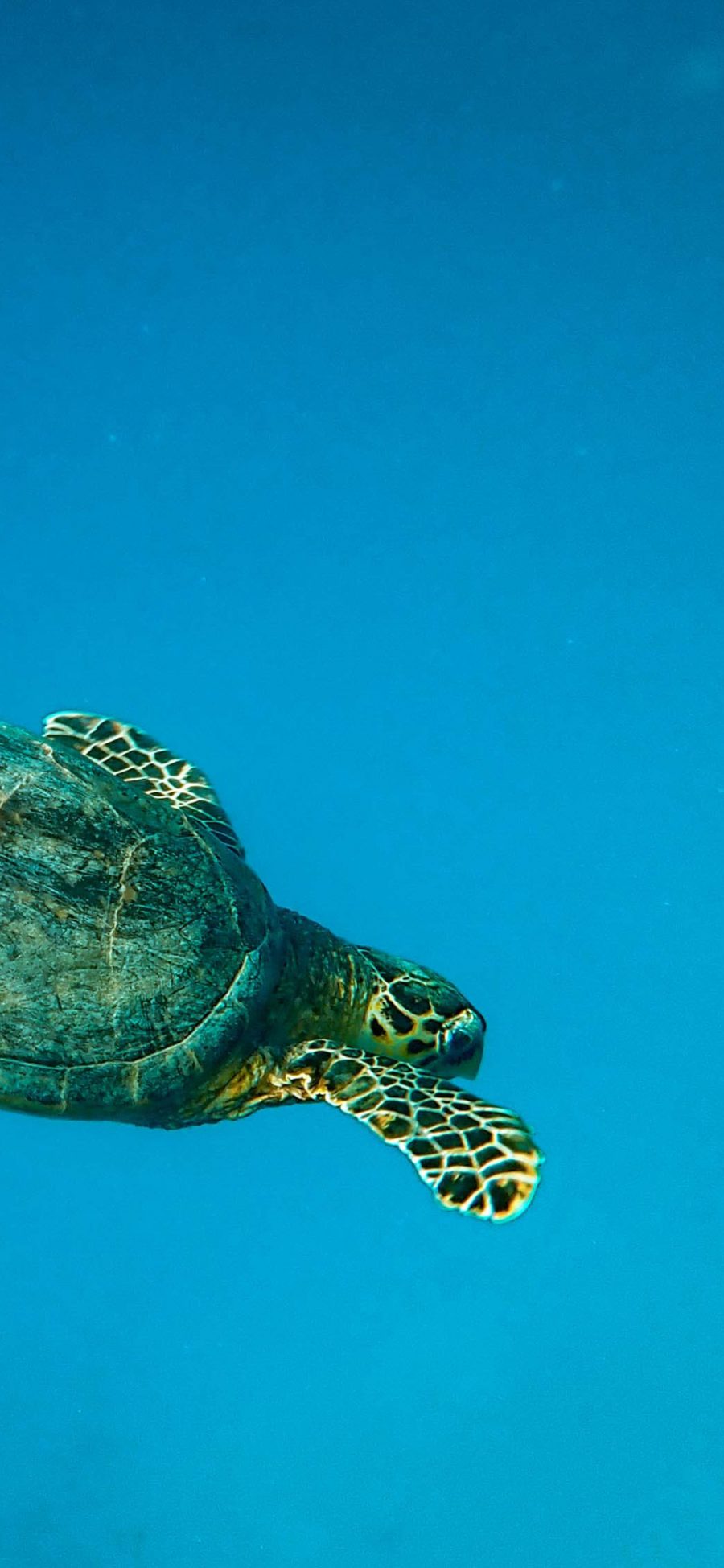 [2436×1125]海龟 海洋 游动 长寿 苹果手机壁纸图片