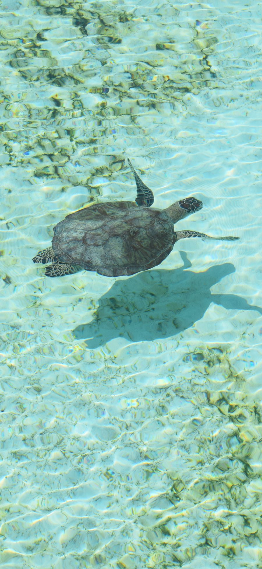 [2436×1125]海龟 海洋生物 海水 清澈 游动 苹果手机壁纸图片