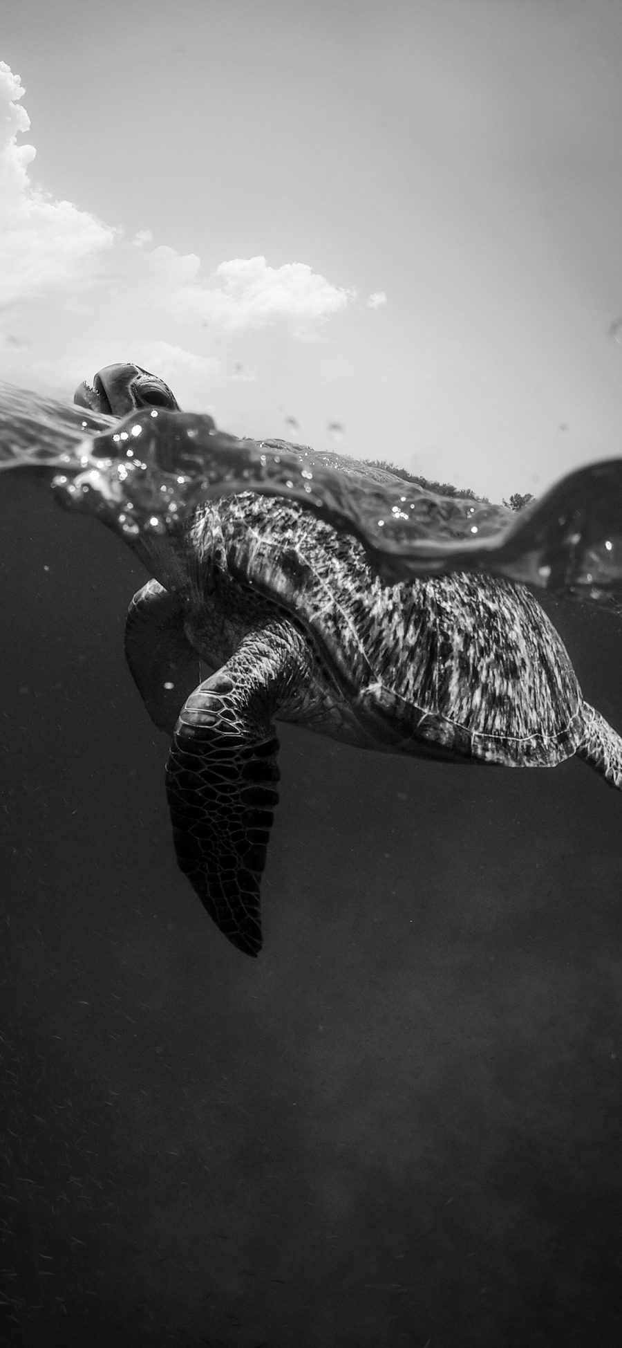 [2436×1125]海龟 海洋生物 海水 黑白 大海 苹果手机壁纸图片