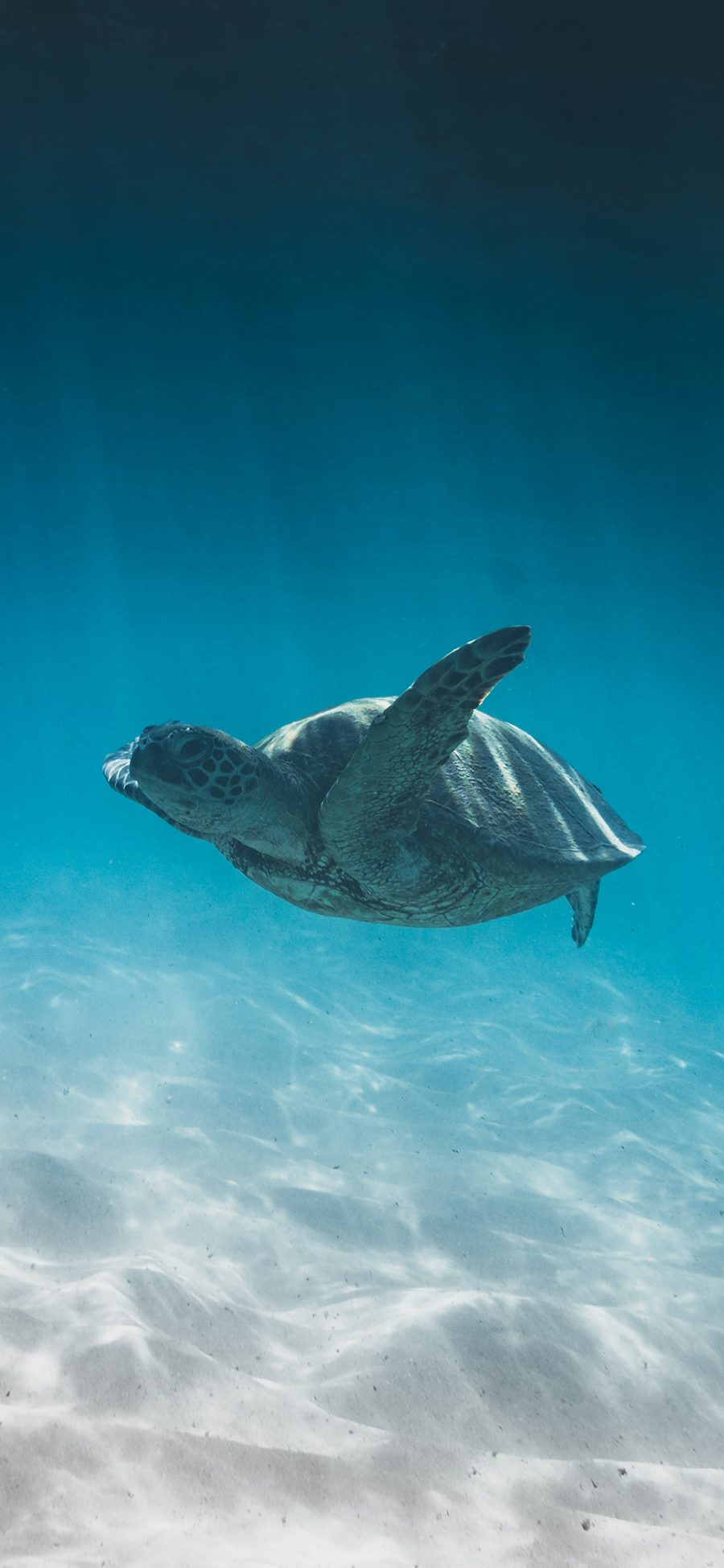 [2436×1125]海龟 海洋生物 蓝色 海底 海水 苹果手机壁纸图片