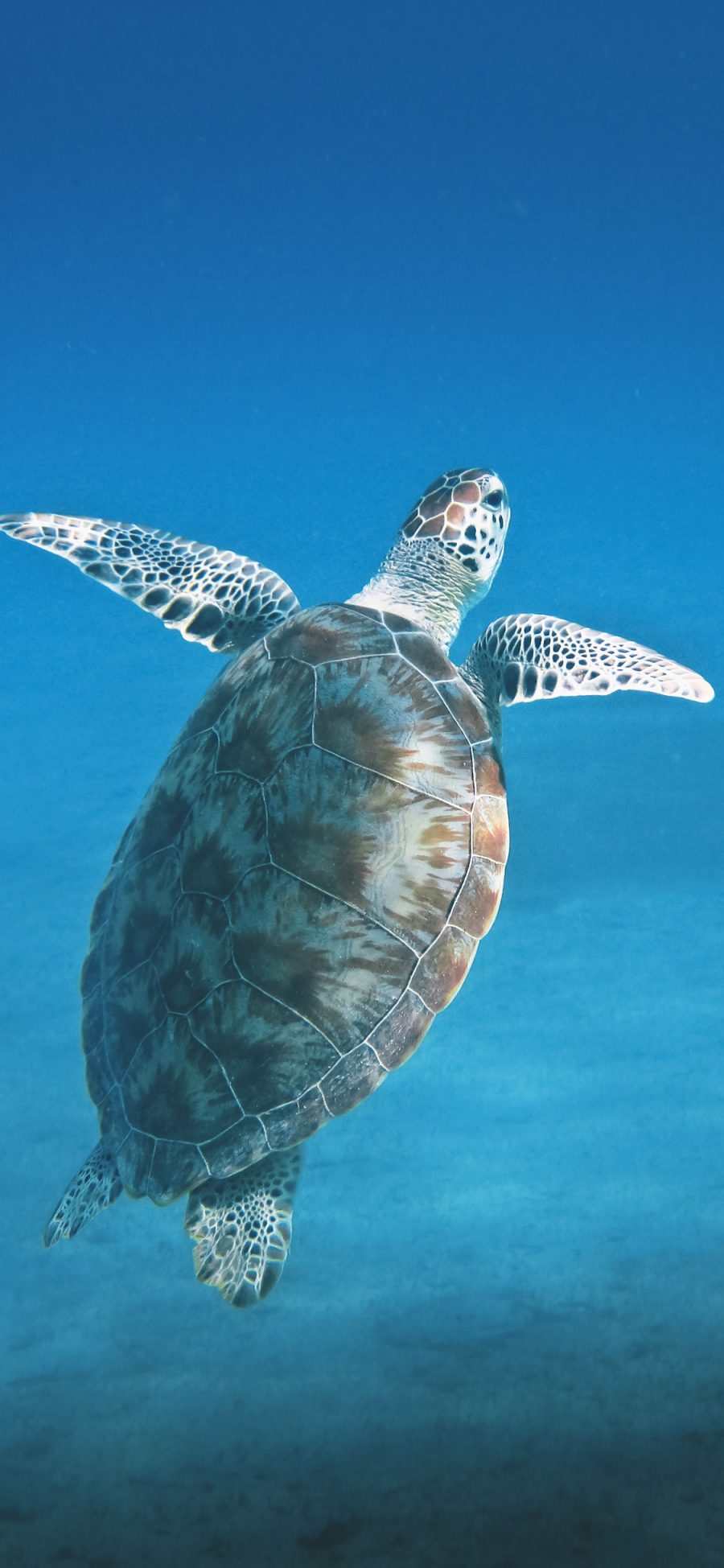 [2436×1125]海龟 海洋生物 蓝色 海底 游泳 苹果手机壁纸图片