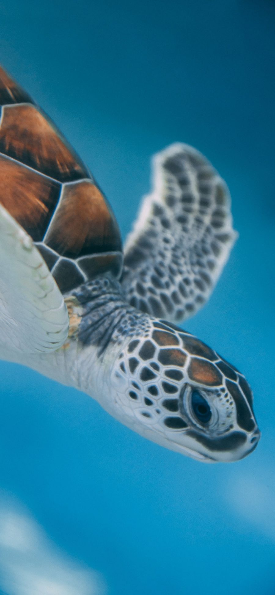 [2436×1125]海龟 海洋生物 遨游 长寿 苹果手机壁纸图片