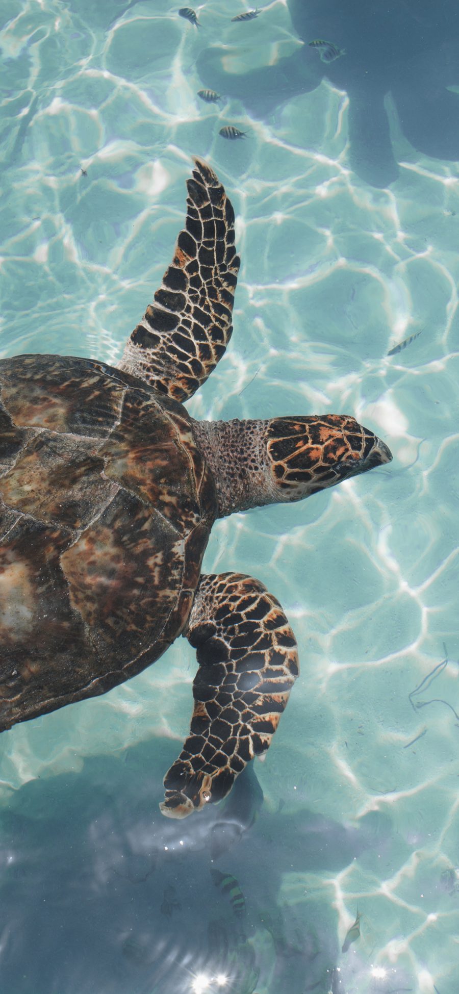 [2436×1125]海龟 游动 水面 龟壳 苹果手机壁纸图片