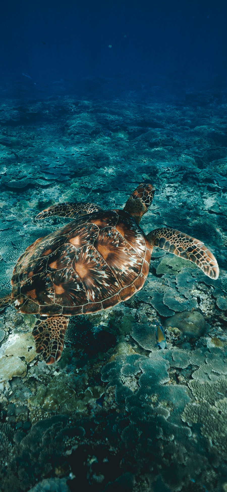 [2436×1125]海龟 长寿 海底 清澈 苹果手机壁纸图片