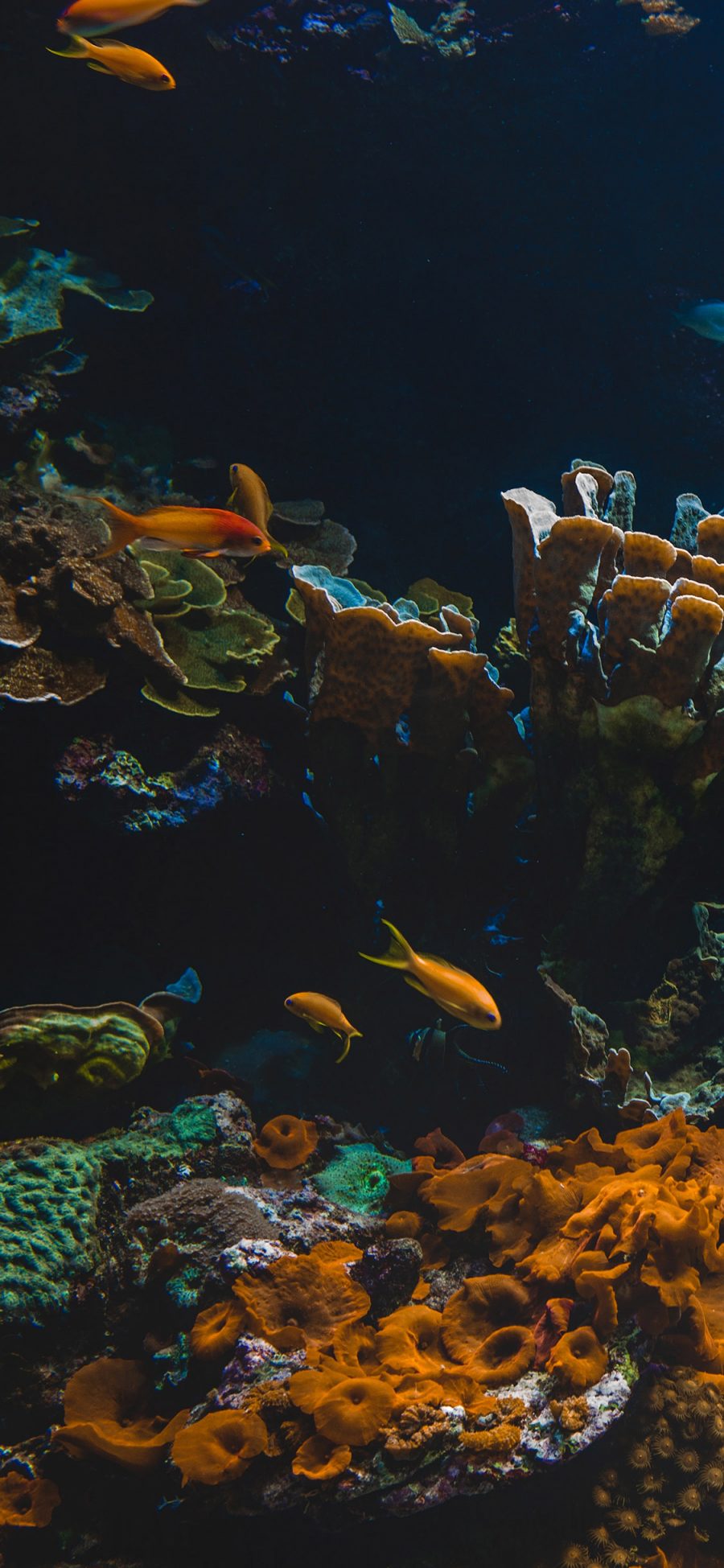 [2436×1125]深海 珊瑚 鱼群 海鱼 苹果手机壁纸图片