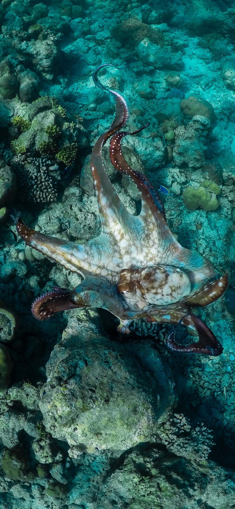 [2436×1125]深海 珊瑚礁 海洋生物 八爪鱼 章鱼 苹果手机壁纸图片