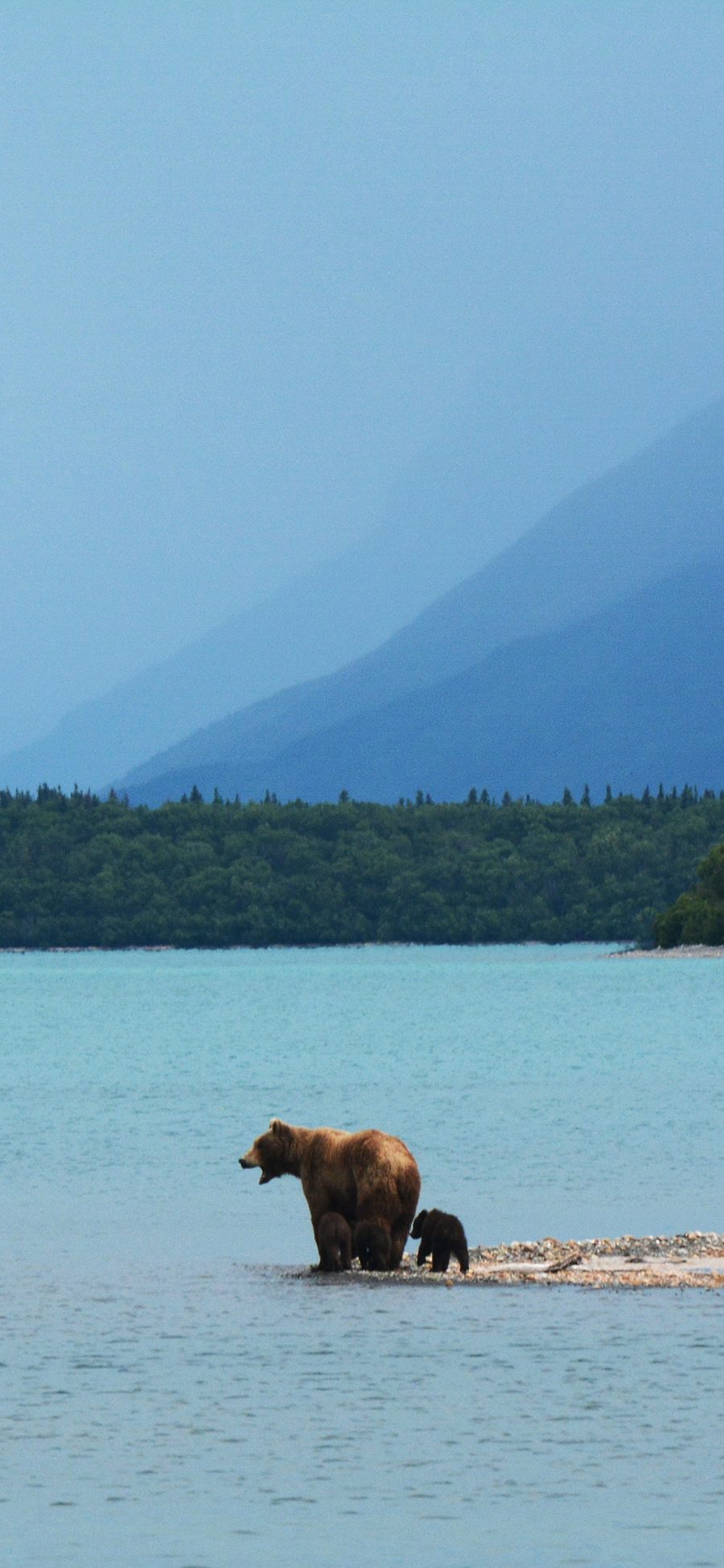 [2436×1125]湖水树木 棕熊 熊仔 苹果手机壁纸图片