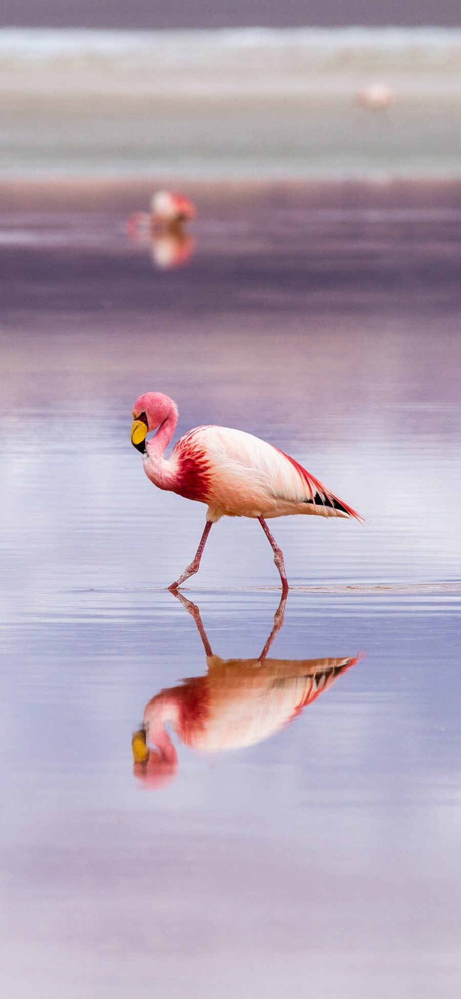 [2436×1125]湖泊 候鸟 火烈鸟 粉色羽毛 苹果手机壁纸图片