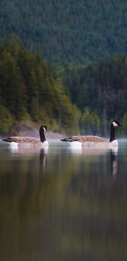 [2436x1125]湖泊 飞禽 加拿大雁 成双 苹果手机壁纸图片