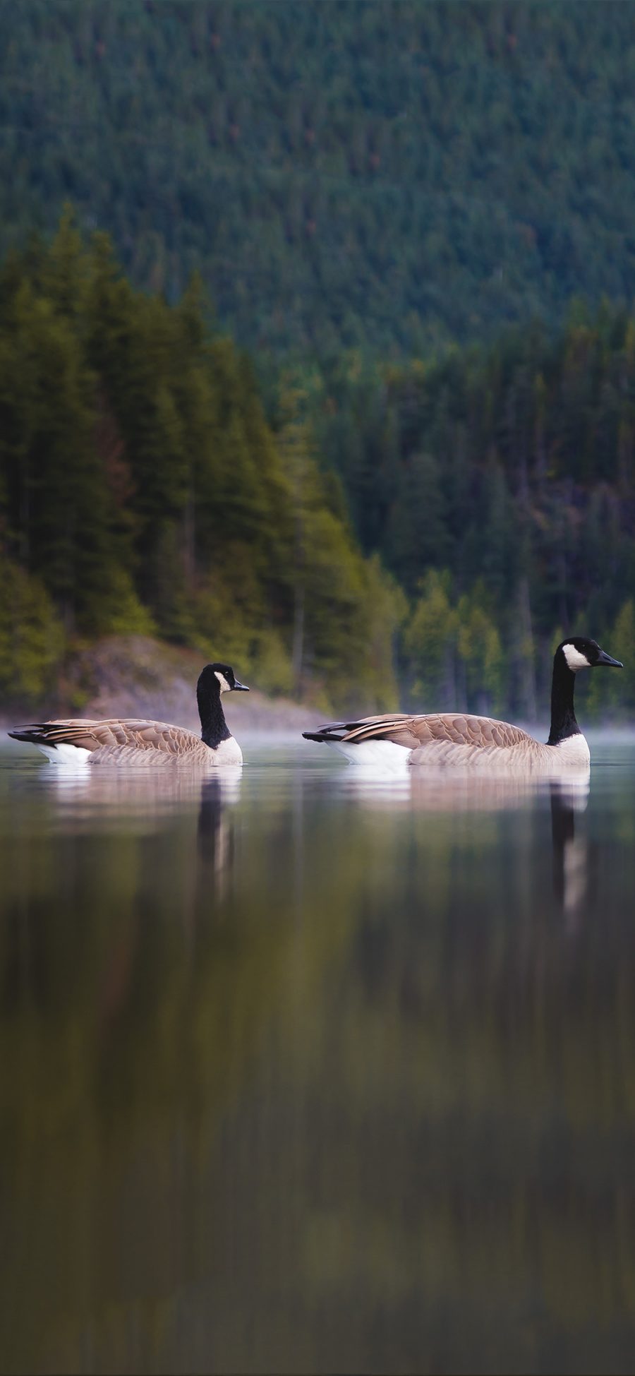 [2436×1125]湖泊 飞禽 加拿大雁 成双 苹果手机壁纸图片