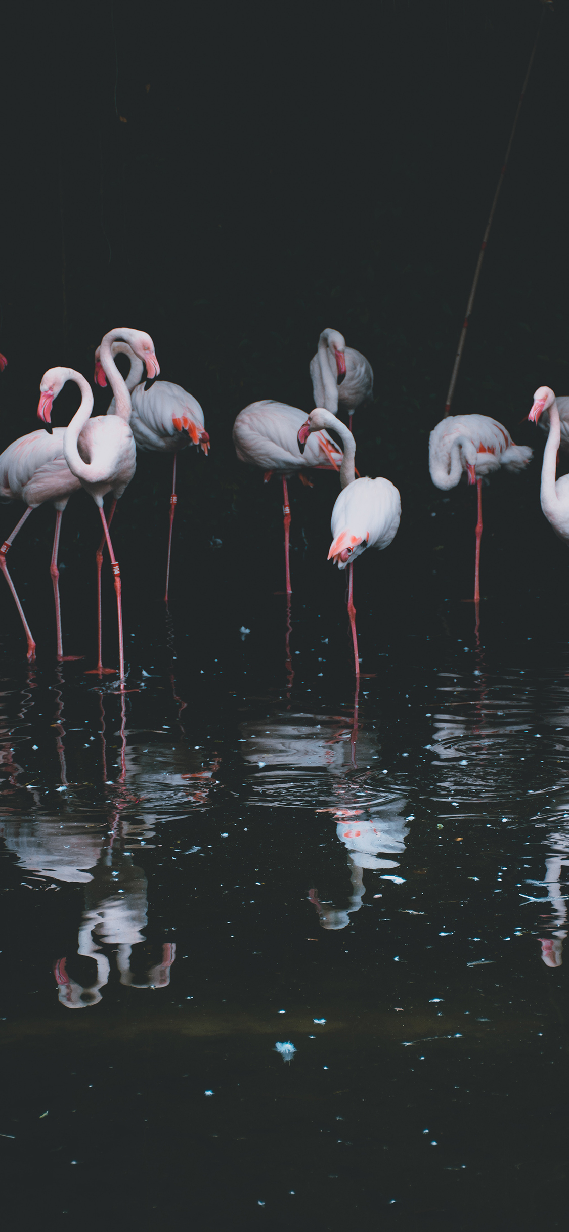 [2436×1125]火烈鸟 水面 群居 腿子 苹果手机壁纸图片