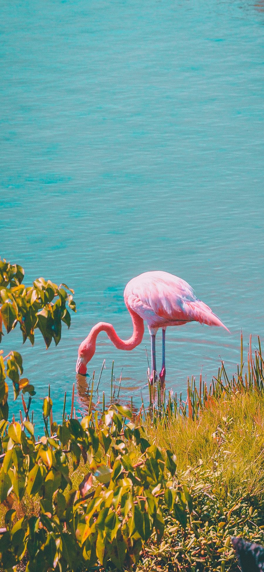 [2436×1125]火烈鸟 河岸 鸟类 觅食 苹果手机壁纸图片