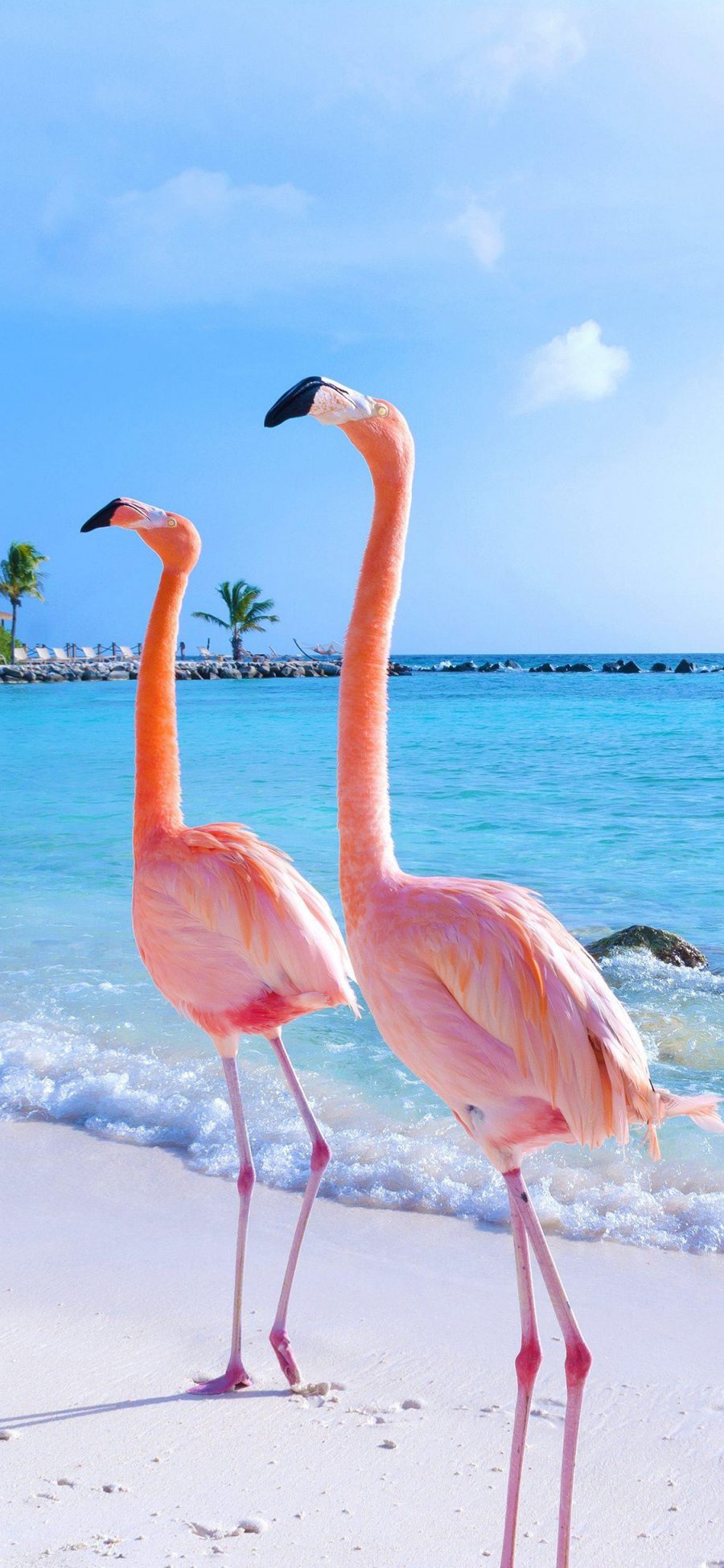 [2436×1125]火烈鸟 粉色 海边 海浪 翅膀 苹果手机壁纸图片