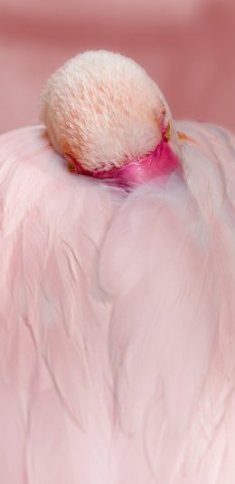 [2436x1125]火烈鸟 羽毛 粉色 唯美 苹果手机壁纸图片