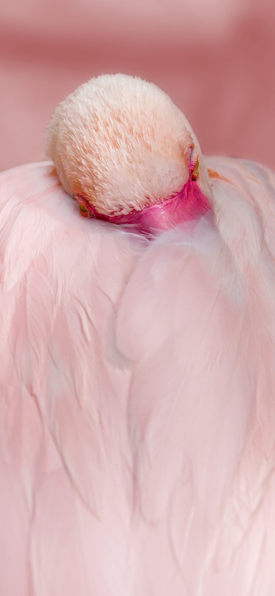 [2436×1125]火烈鸟 羽毛 粉色 唯美 苹果手机壁纸图片