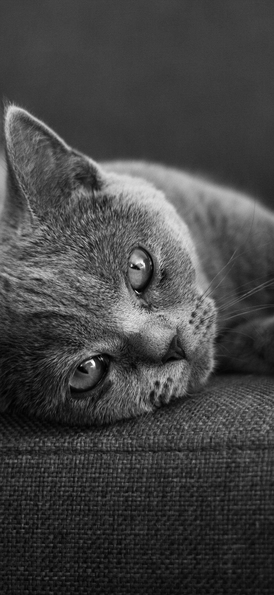 [2436×1125]灰猫 宠物 猫咪 可爱 皮毛 苹果手机壁纸图片
