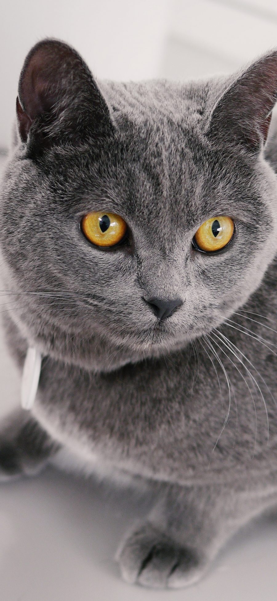 [2436×1125]灰猫 猫咪 喵星人 宠物 苹果手机壁纸图片