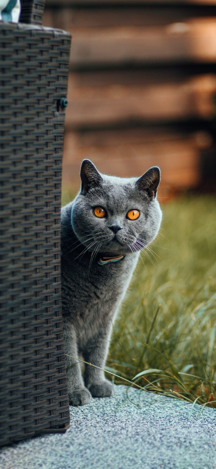 [2436×1125]灰猫 猫咪 喵星人 宠物 可爱 苹果手机壁纸图片