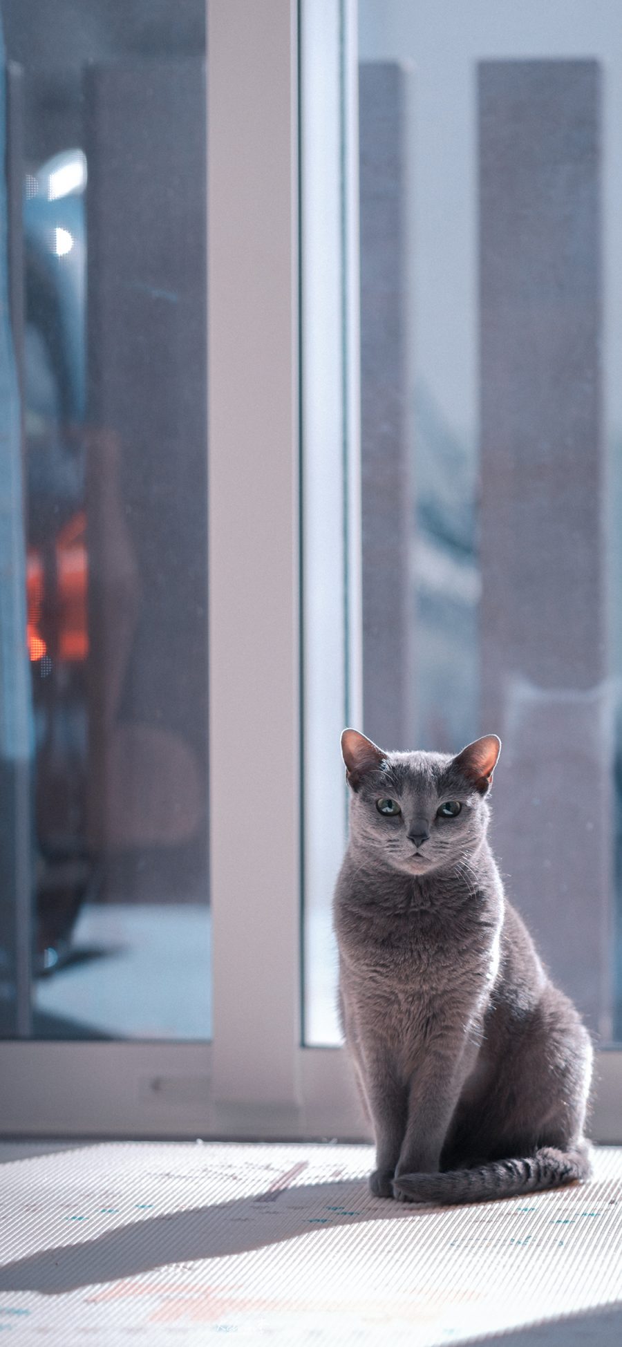 [2436×1125]灰猫 猫咪 宠物 喵星人 窗边 苹果手机壁纸图片