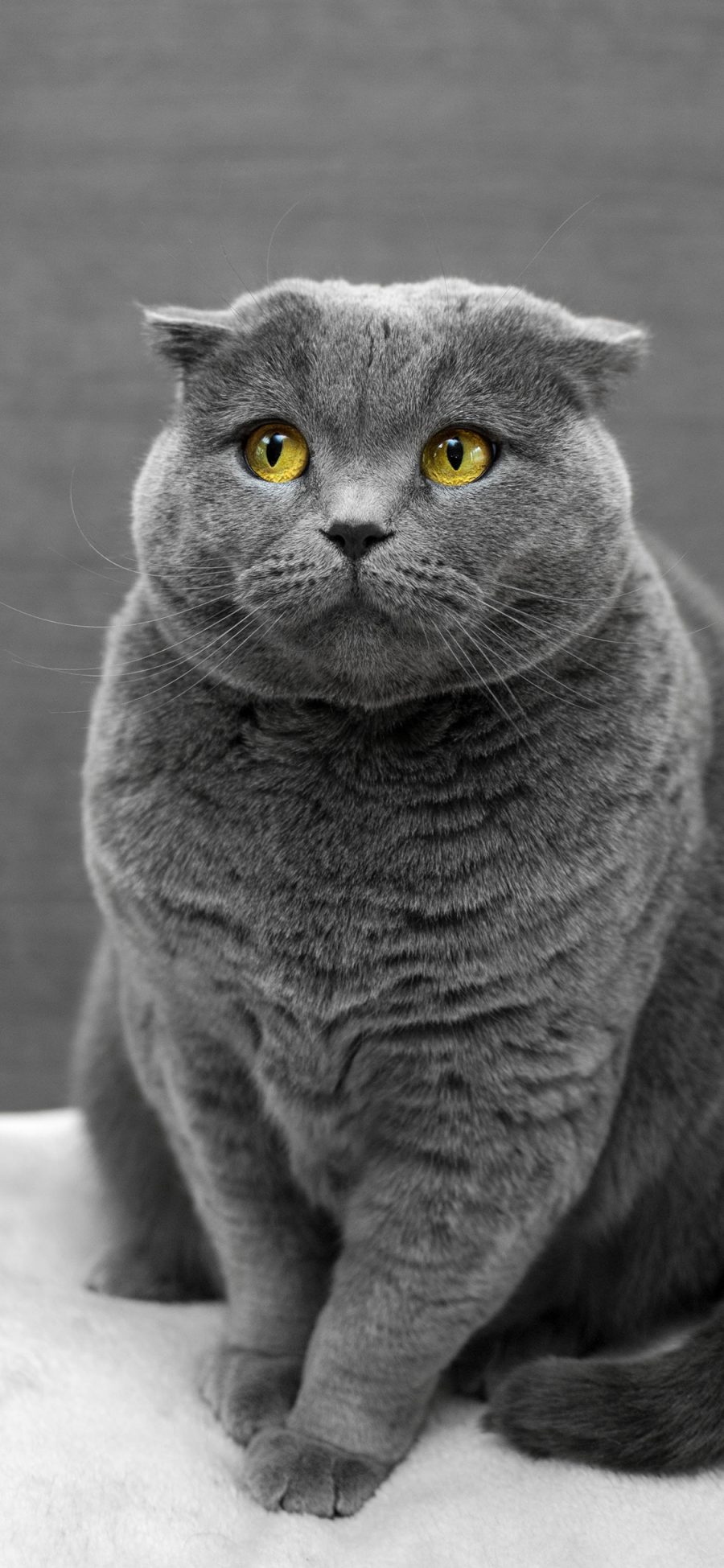 [2436×1125]灰猫 蓝短 肥猫 宠物 苹果手机壁纸图片