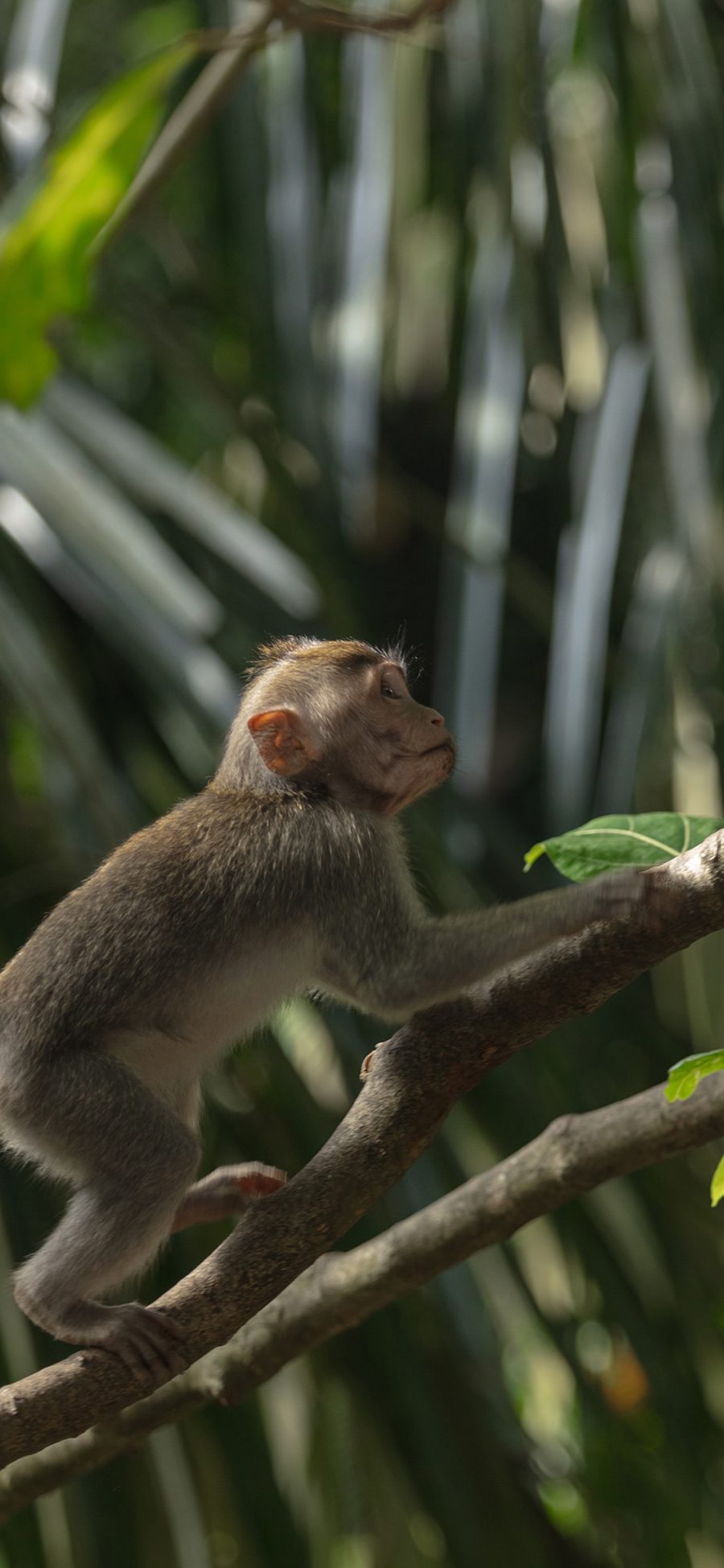 [2436×1125]灵长类 树林 树枝 爬行 猴子 苹果手机壁纸图片