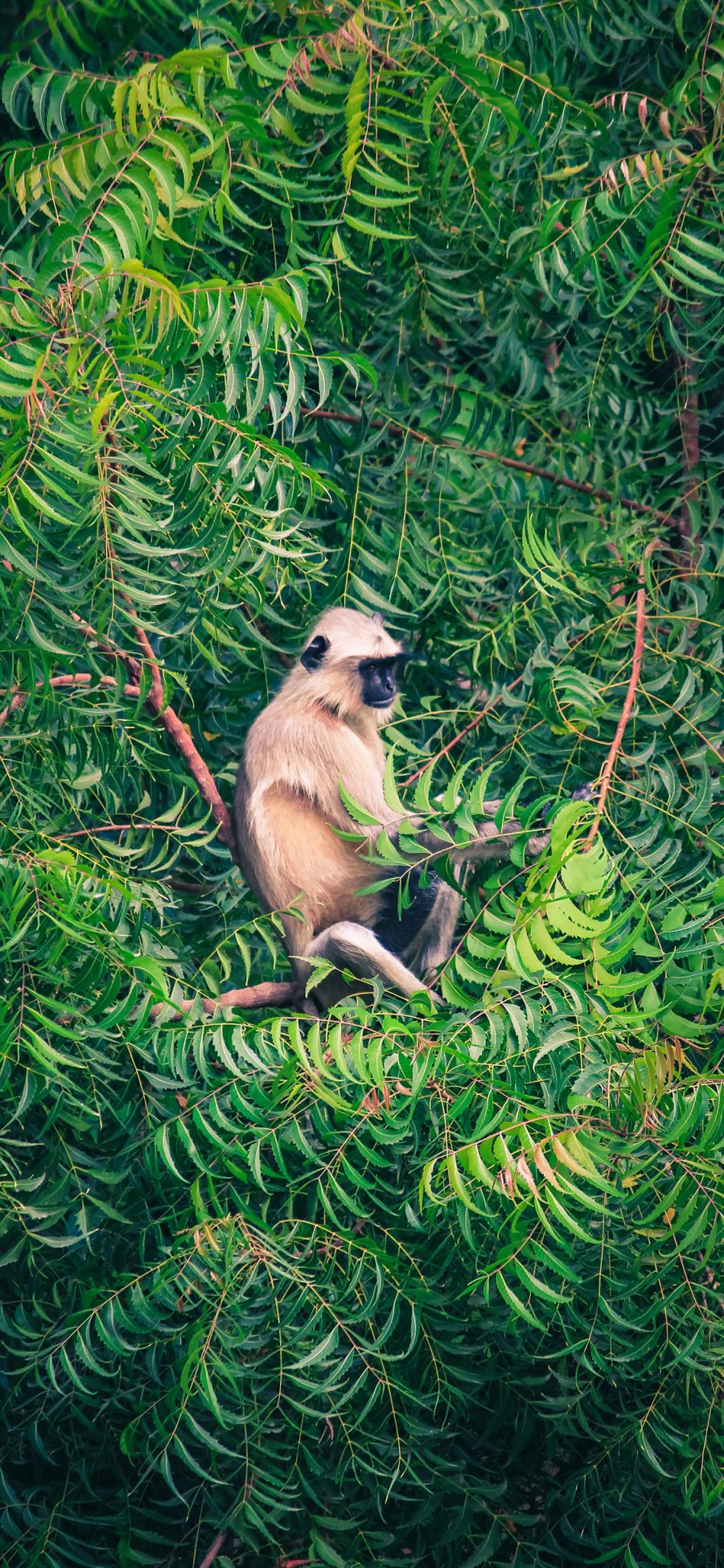 [2436×1125]灵长类 树枝 树林 猴子 猿猴 苹果手机壁纸图片
