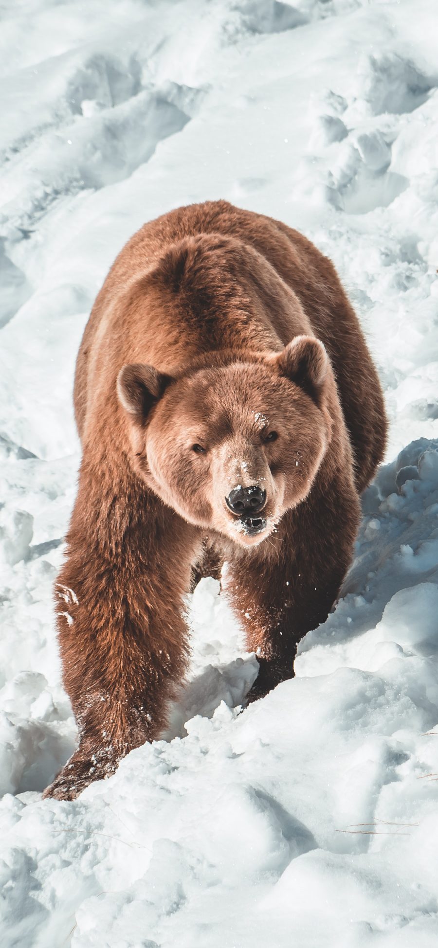 [2436×1125]熊 雪地 野生 凶猛 猛兽 苹果手机壁纸图片