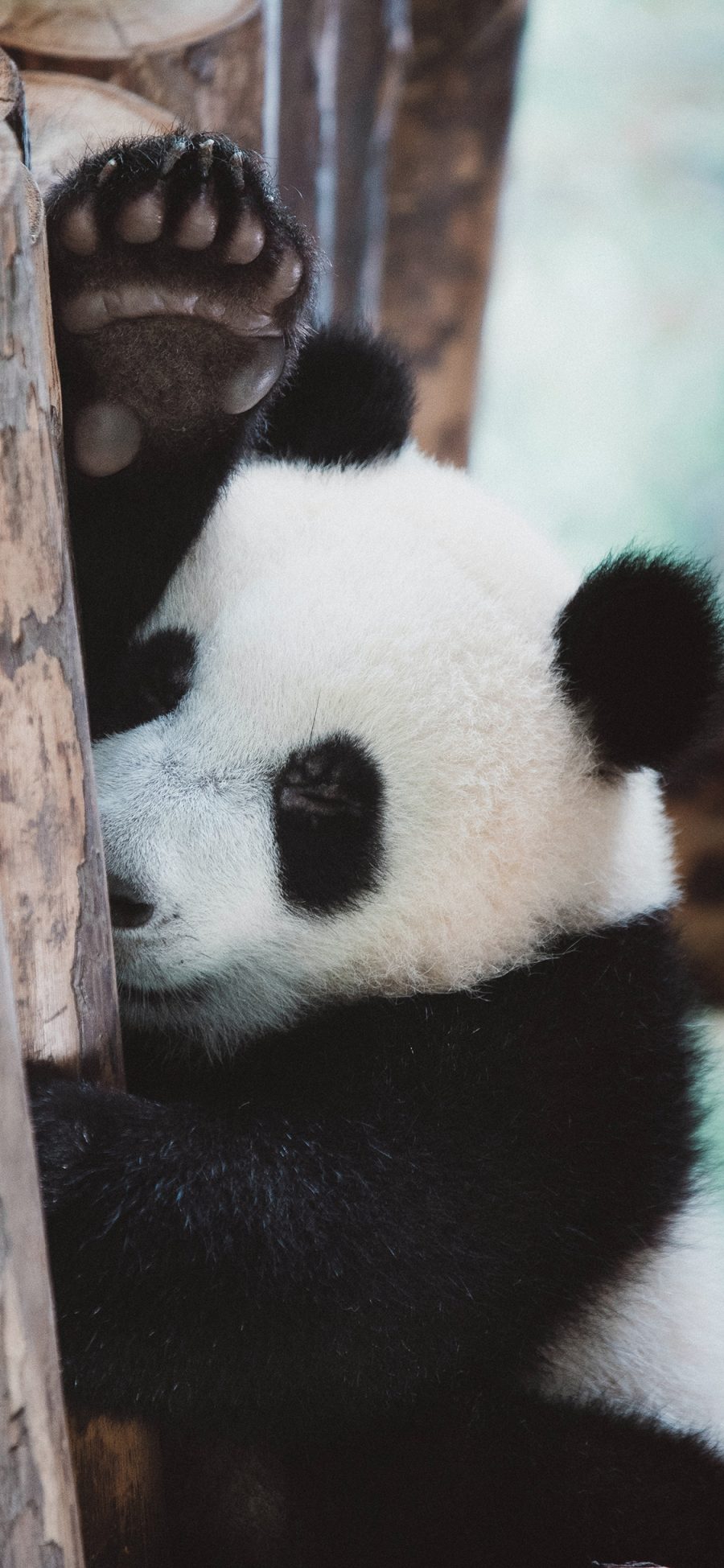 [2436×1125]熊猫 国宝 猛兽 休憩 苹果手机壁纸图片
