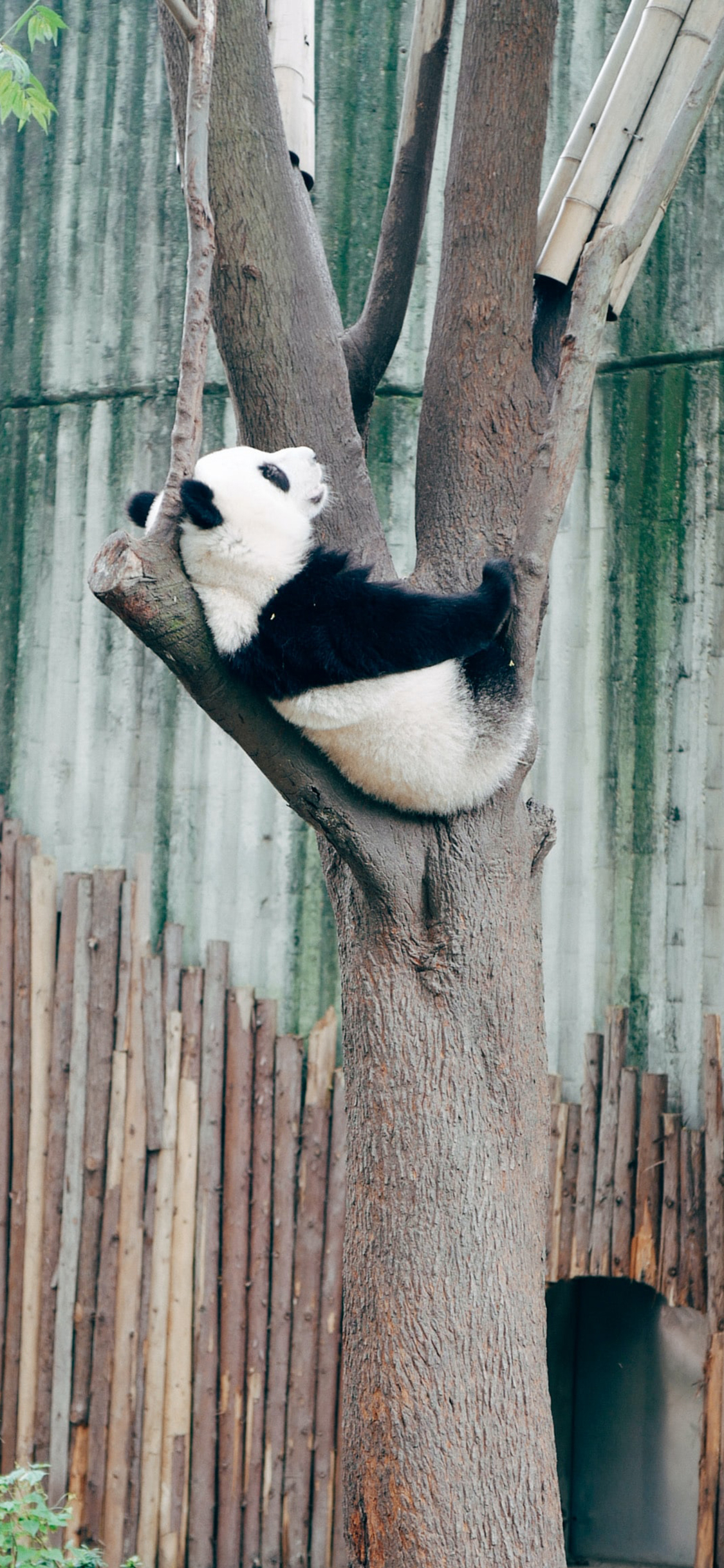 [2436×1125]熊猫 树干 休憩 国宝 苹果手机壁纸图片
