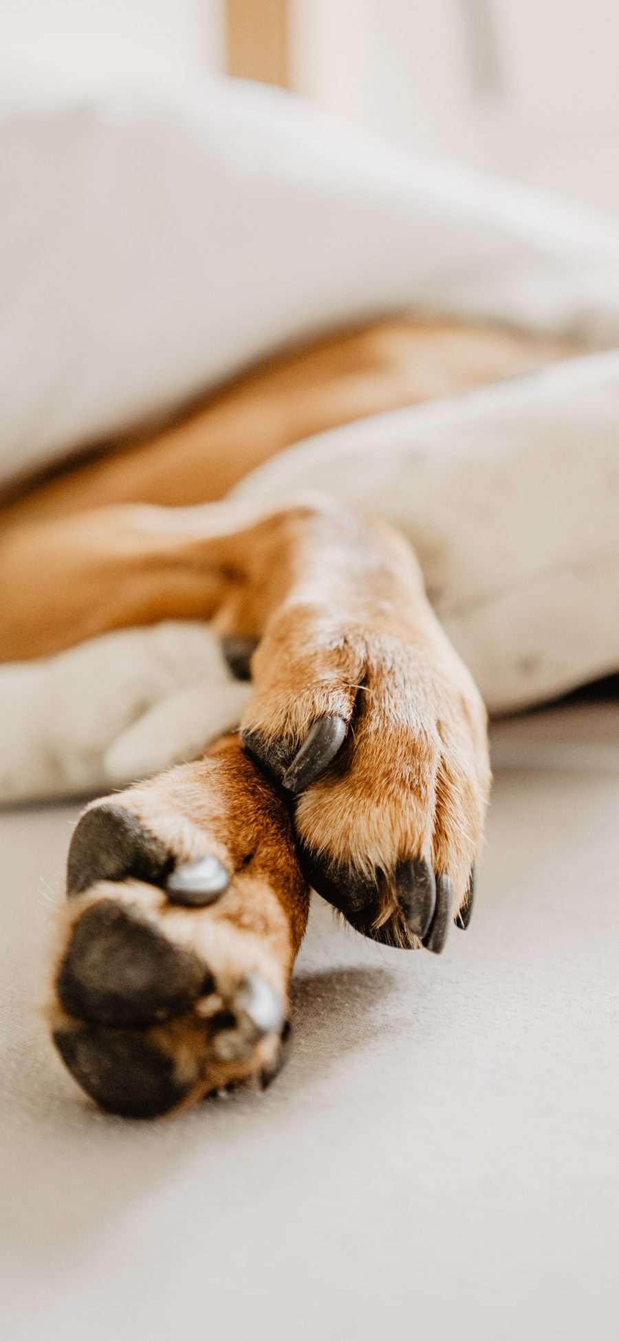 [2436×1125]爪子  宠物 狗 犬类 苹果手机壁纸图片