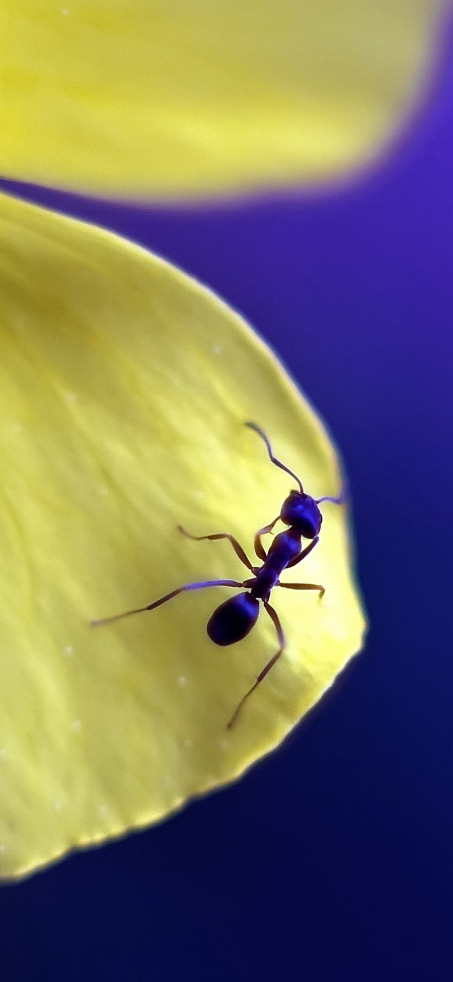 [2436×1125]爬行 蚂蚁 花瓣 肢体 苹果手机壁纸图片