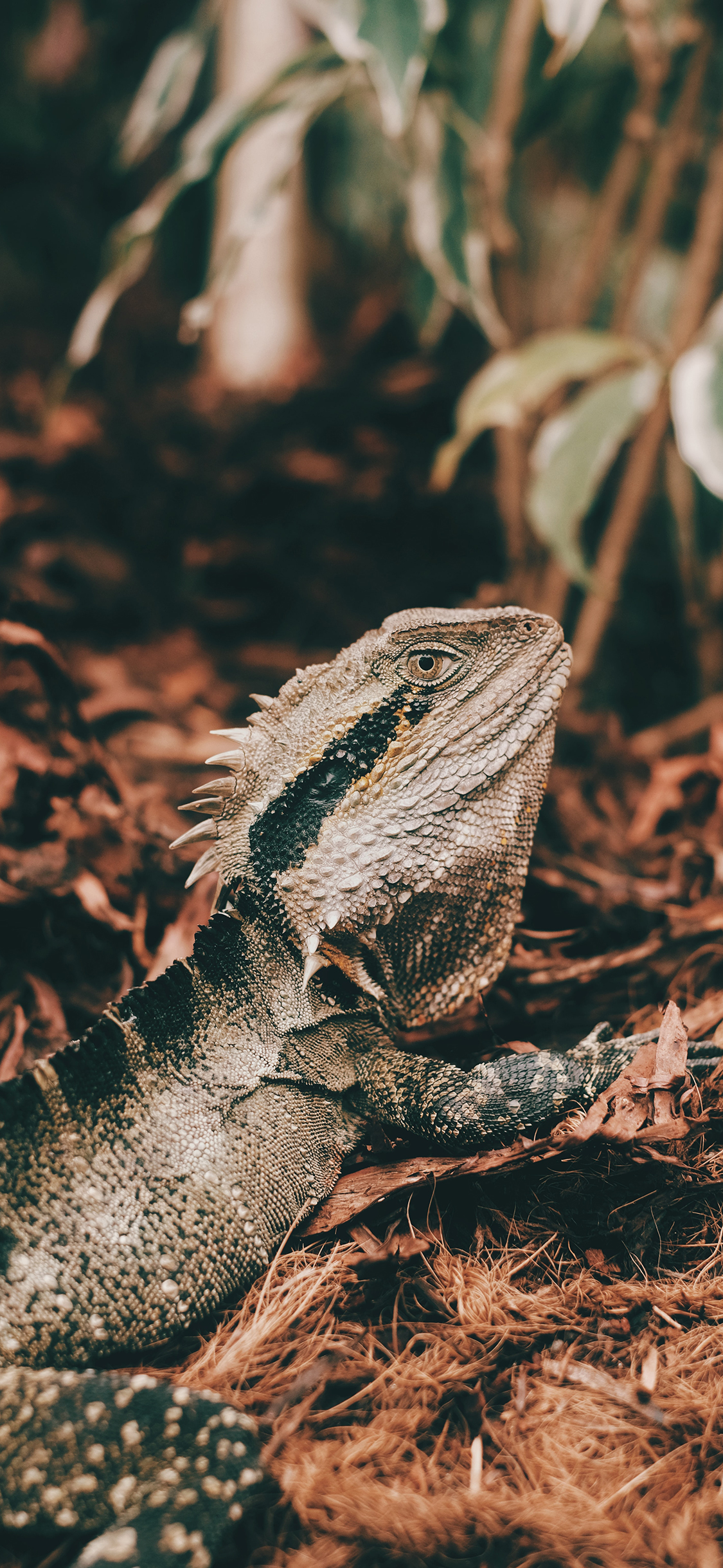 [2436×1125]爬行 蜥蜴 野外 枯叶 苹果手机壁纸图片