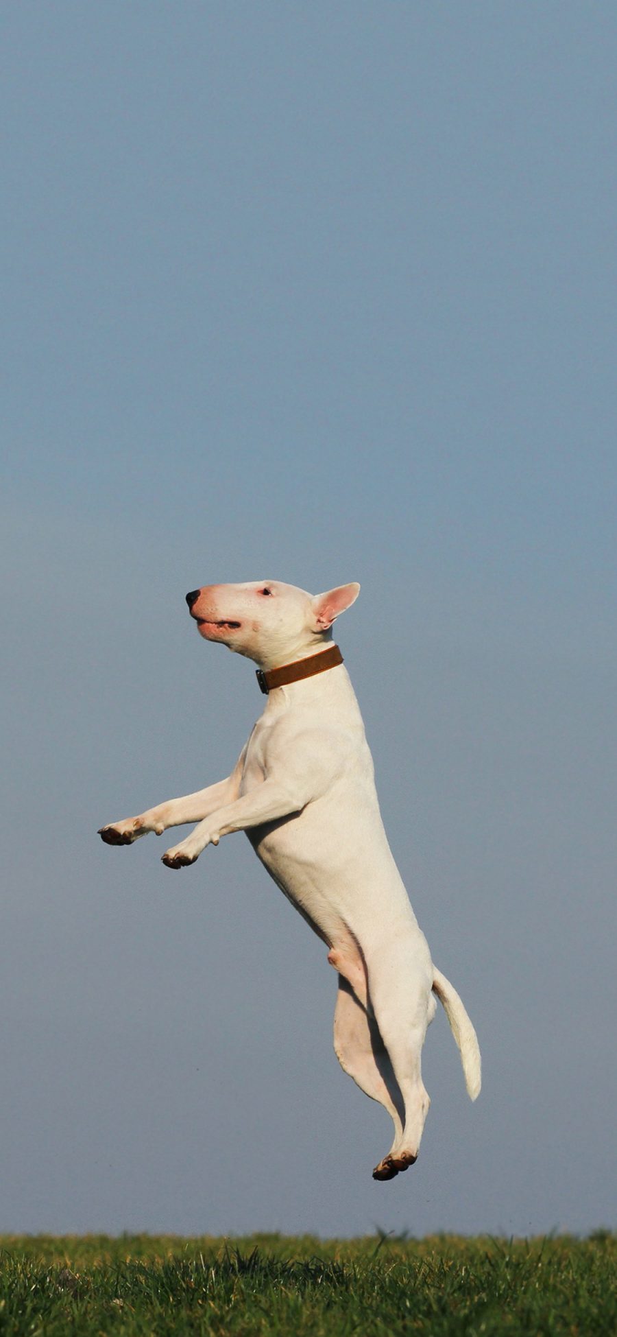 [2436×1125]牛头梗 欢乐 跳跃 狗 犬 汪星人 宠物 苹果手机壁纸图片