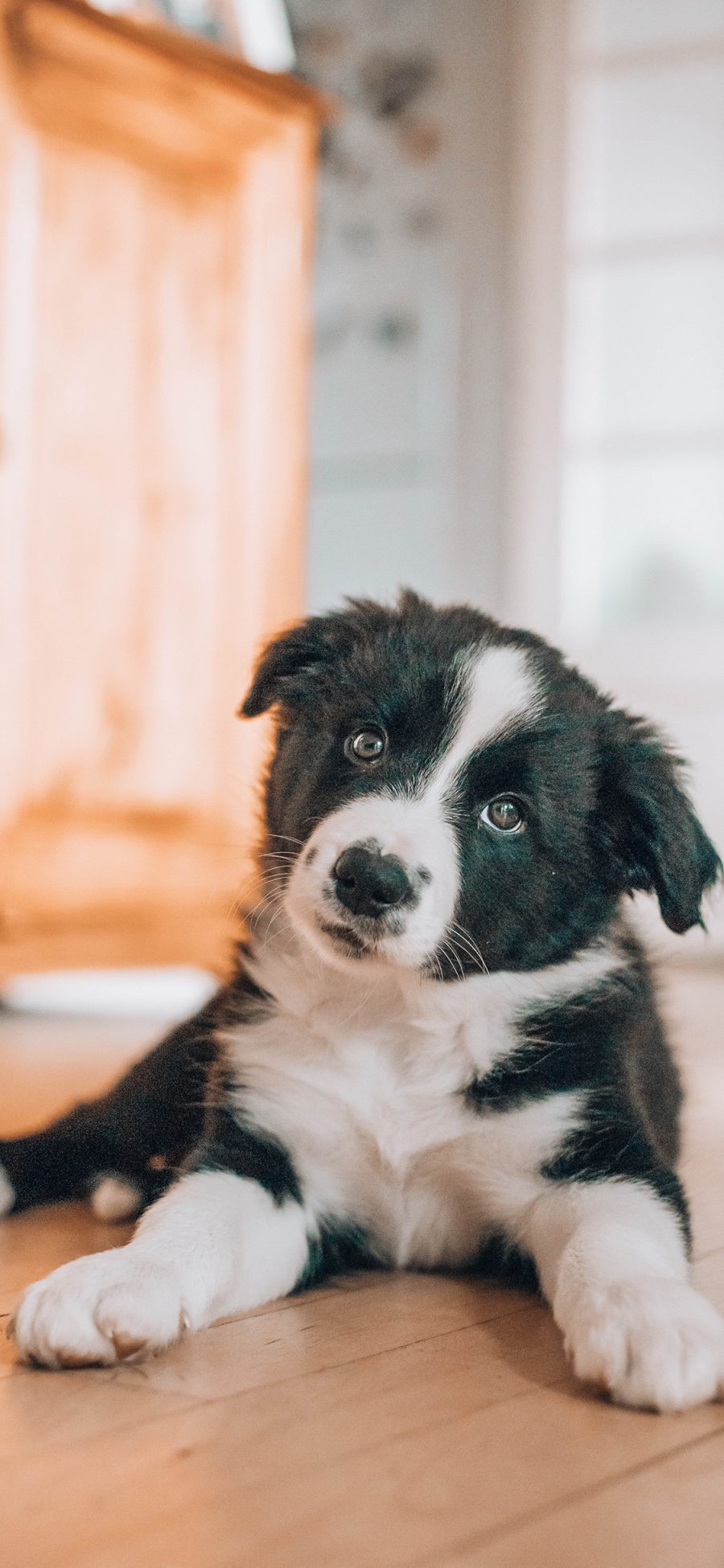 [2436×1125]牧羊犬 宠物 地板 狗 苹果手机壁纸图片