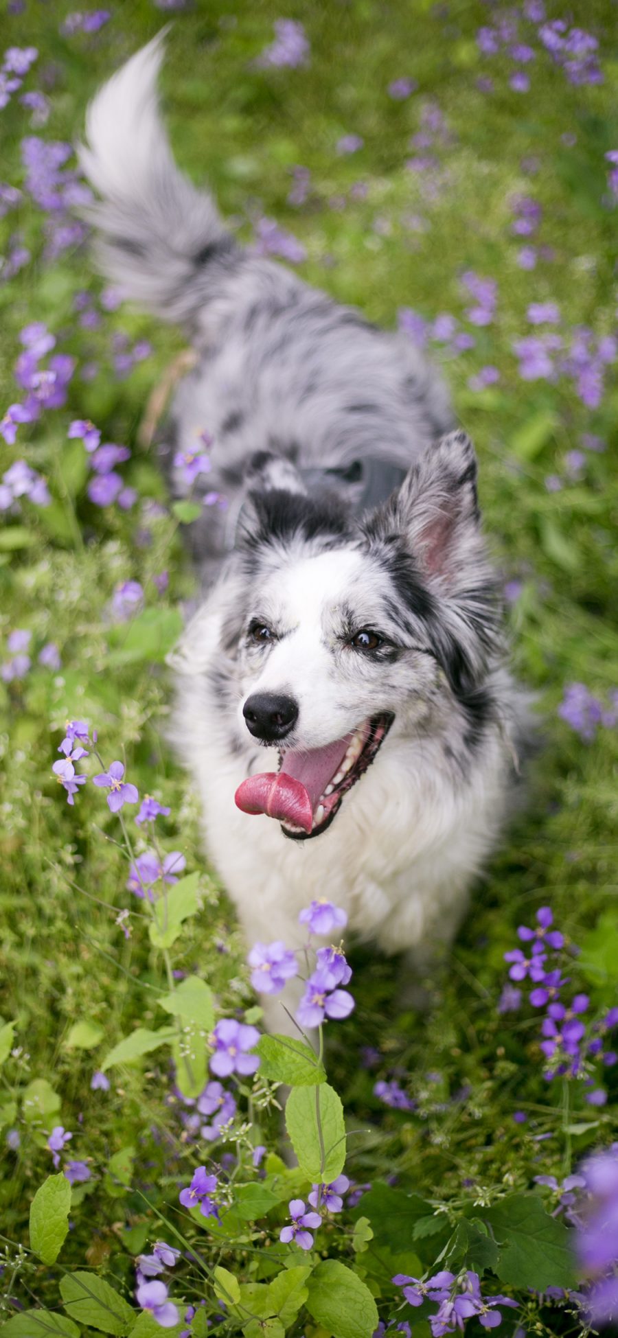 [2436×1125]牧羊犬 宠物 犬类 户外 花田 苹果手机壁纸图片