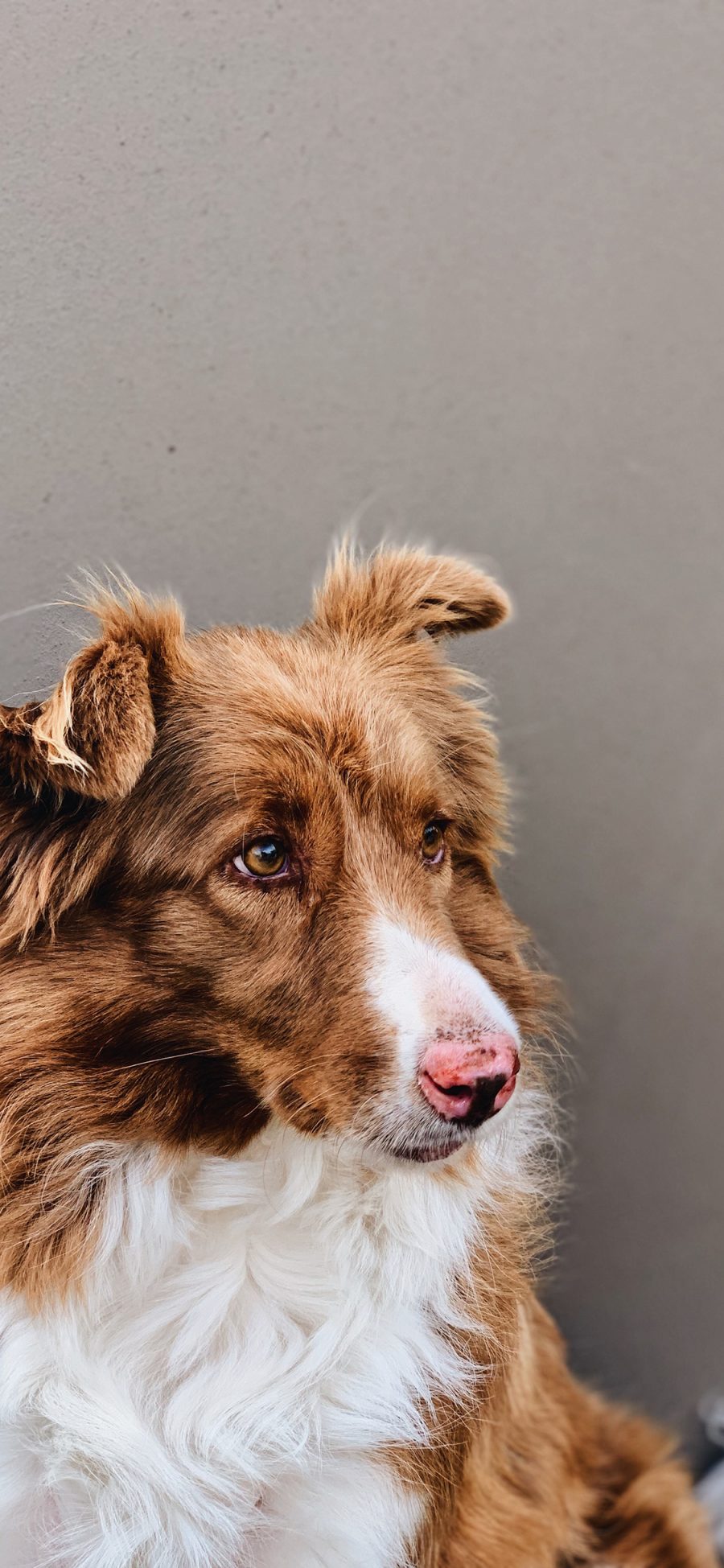 [2436×1125]牧羊犬 宠物 皮毛 犬类 苹果手机壁纸图片