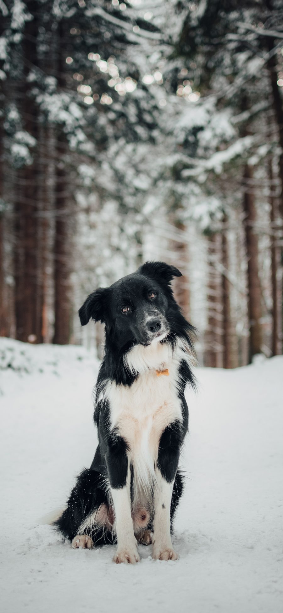 [2436×1125]牧羊犬 宠物 雪地 野外 树林 苹果手机壁纸图片