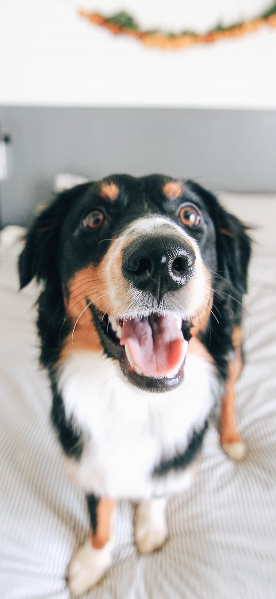 [2436×1125]牧羊犬 宠物 鼻子 可爱 苹果手机壁纸图片